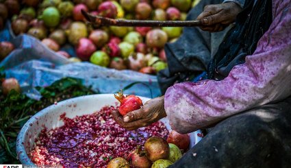 برداشت انار در اورامانات + تصاویر