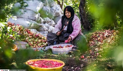 برداشت انار در اورامانات + تصاویر