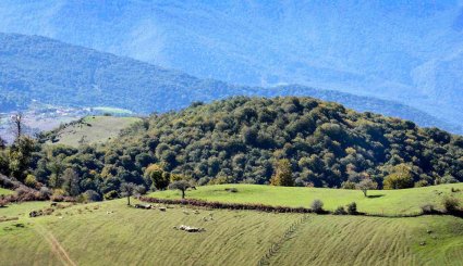 طبیعت پاییزی بره سر رودبار
