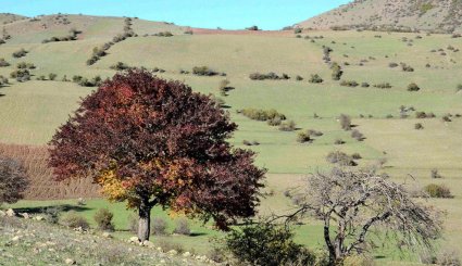 طبیعت پاییزی بره سر رودبار