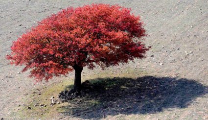 طبیعت پاییزی بره سر رودبار