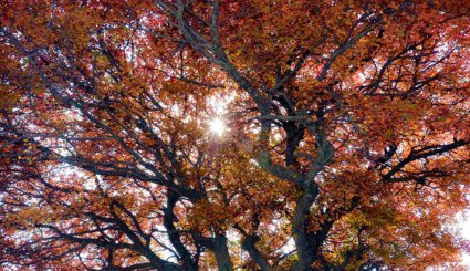 طبیعت پاییزی بره سر رودبار