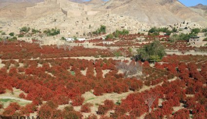 برداشت زرشک در خراسان جنوبی