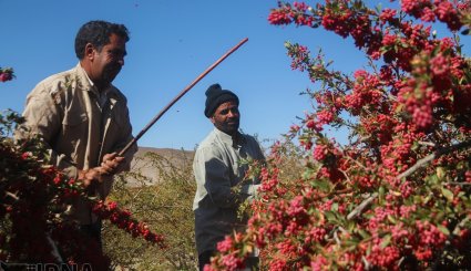 برداشت زرشک در خراسان جنوبی
