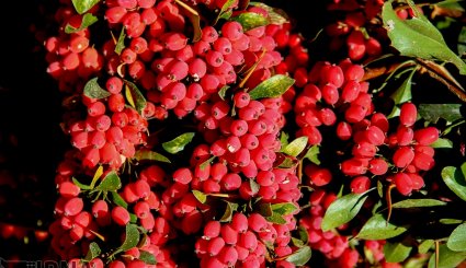 برداشت زرشک در خراسان جنوبی