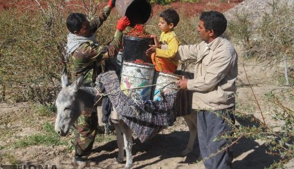 برداشت زرشک در خراسان جنوبی