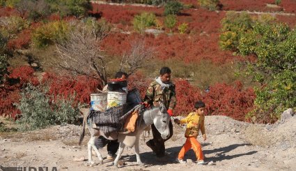 برداشت زرشک در خراسان جنوبی