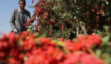 برداشت زرشک در خراسان جنوبی