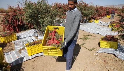 برداشت زرشک در خراسان جنوبی