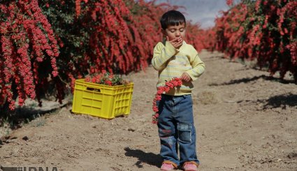 برداشت زرشک در خراسان جنوبی