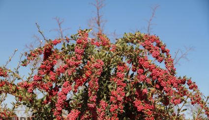 برداشت زرشک در خراسان جنوبی
