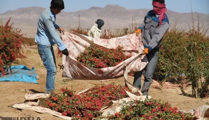 برداشت زرشک در خراسان جنوبی