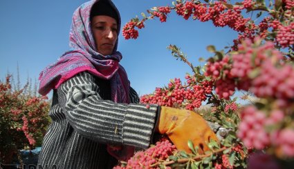 برداشت زرشک در خراسان جنوبی