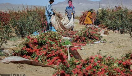 برداشت زرشک در خراسان جنوبی
