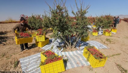 برداشت زرشک در خراسان جنوبی