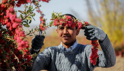 برداشت زرشک در خراسان جنوبی