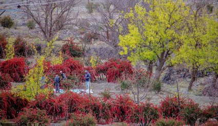 برداشت زرشک در خراسان جنوبی
