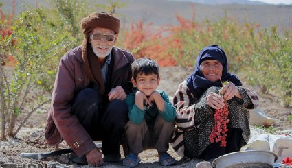 برداشت زرشک در خراسان جنوبی