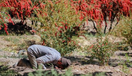 برداشت زرشک در خراسان جنوبی