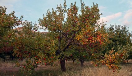 طبیعت پاییزی منطقه ارسباران
