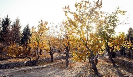 پاییز در مشهد