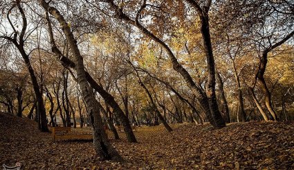پاییز در مشهد