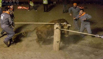 جشنواره آتش گاو در اسپانیا