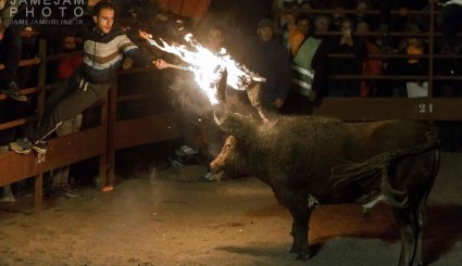 جشنواره آتش گاو در اسپانیا