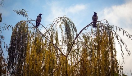 پاییز در تهران + تصاویر