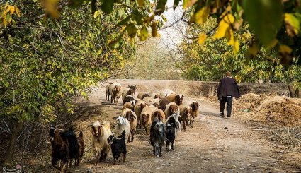 پاییز در شهرستان الشتر - لرستان
