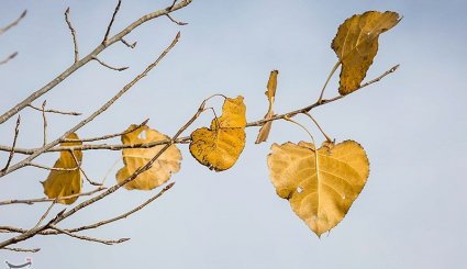 پاییز در شهرستان الشتر - لرستان