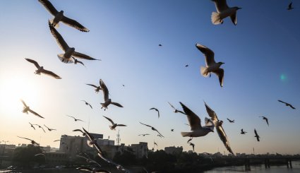 ورود نخستین گروه از پرندگان مهاجر به ساحل کارون در اهواز