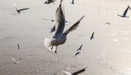 ورود نخستین گروه از پرندگان مهاجر به ساحل کارون در اهواز