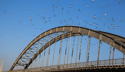ورود نخستین گروه از پرندگان مهاجر به ساحل کارون در اهواز