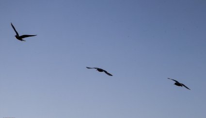ورود نخستین گروه از پرندگان مهاجر به ساحل کارون در اهواز