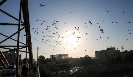 ورود نخستین گروه از پرندگان مهاجر به ساحل کارون در اهواز