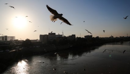 ورود نخستین گروه از پرندگان مهاجر به ساحل کارون در اهواز