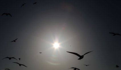 ورود نخستین گروه از پرندگان مهاجر به ساحل کارون در اهواز