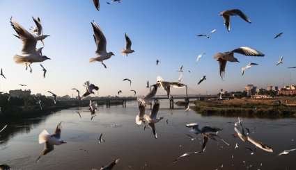 ورود نخستین گروه از پرندگان مهاجر به ساحل کارون در اهواز