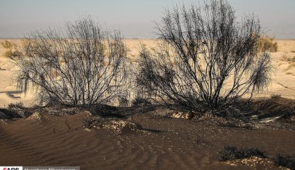 آغاز بیابان‌زدایی در شرق اصفهان