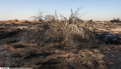 آغاز بیابان‌زدایی در شرق اصفهان