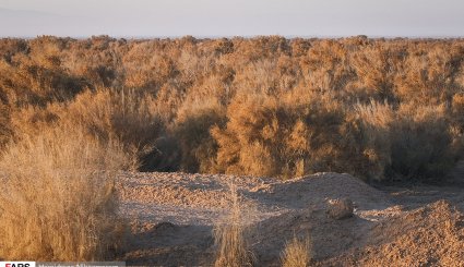آغاز بیابان‌زدایی در شرق اصفهان
