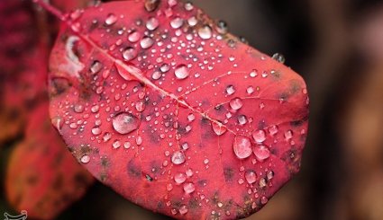 طبیعت پاییزی جنگلهای ارسباران- آذربایجان شرقی