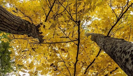 طبیعت پاییزی جنگلهای ارسباران- آذربایجان شرقی