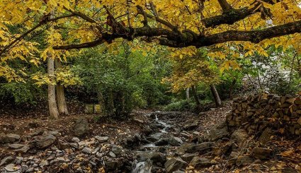 طبیعت پاییزی جنگلهای ارسباران- آذربایجان شرقی