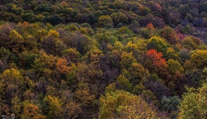 طبیعت پاییزی جنگلهای ارسباران- آذربایجان شرقی