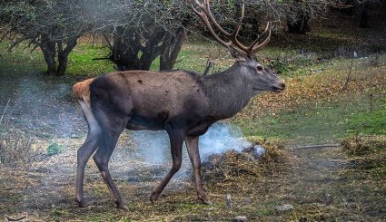 طبیعت پاییزی جنگلهای ارسباران- آذربایجان شرقی
