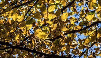 طبیعت پاییزی جنگلهای ارسباران- آذربایجان شرقی
