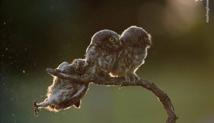  برگزیدگان مسابقه عکاسی 
