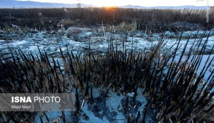  تالاب میقان پس از آتش سوزی